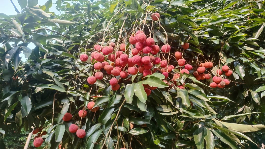 Assam's GI-tagged Tezpur litchi enters global market with first Dubai shipment