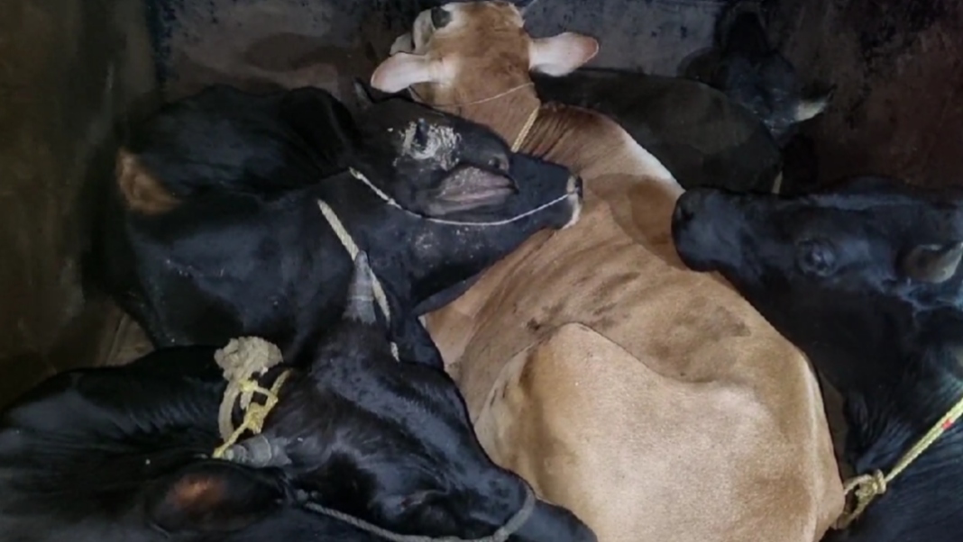 Boko villagers foil suspected cattle smuggling attempt