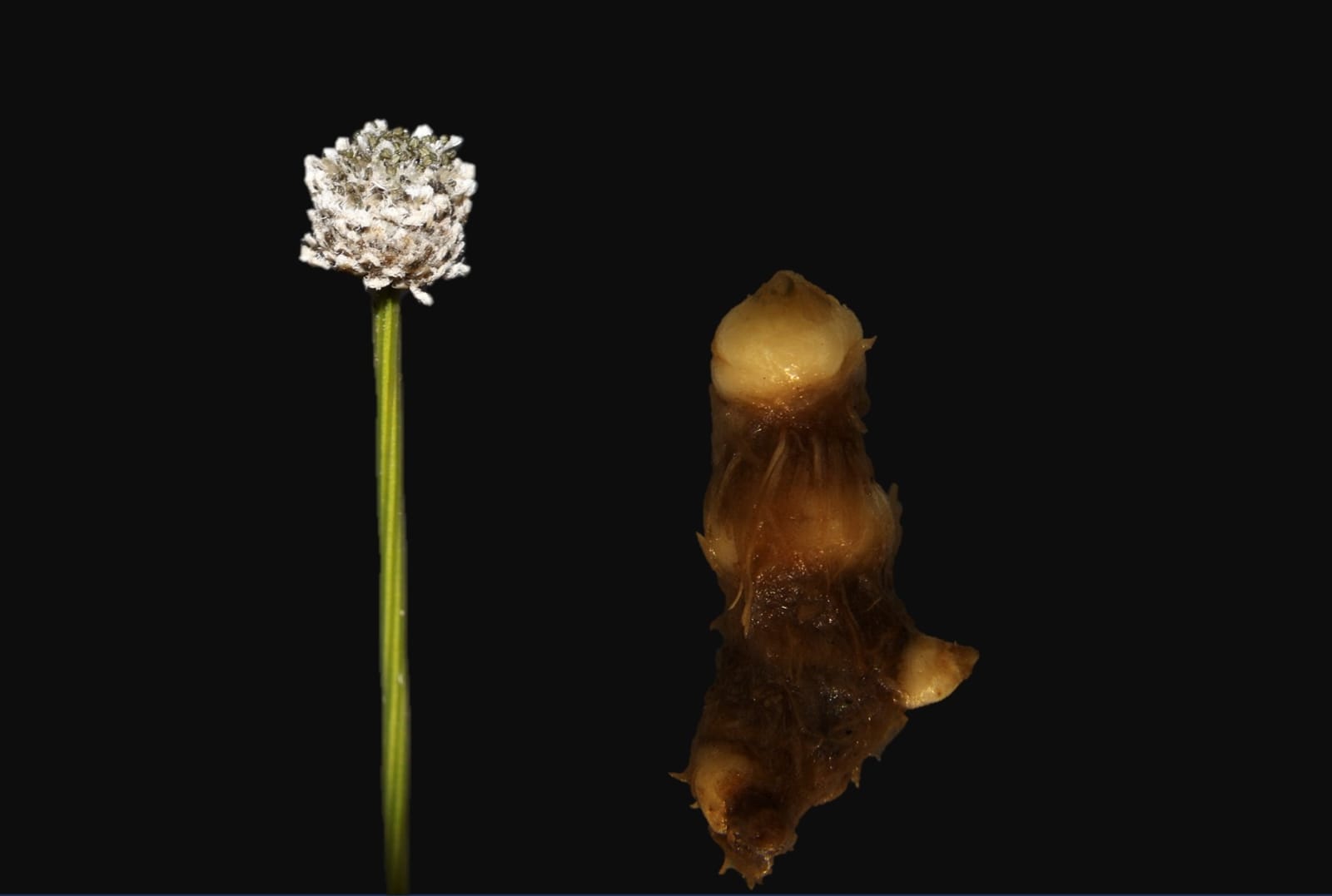 Meghalaya yields rare plant species, only third of its kind in the world
