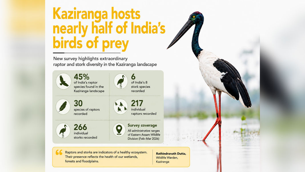 Kaziranga now hosts nearly half of India's birds of prey