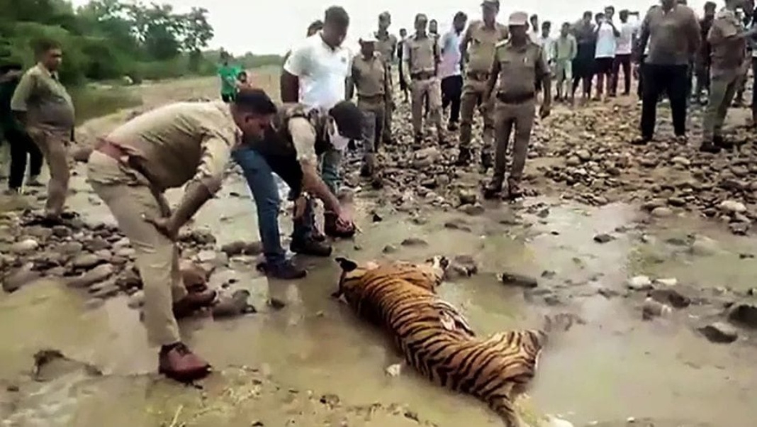 Mutilated tiger carcass found in Sonitpur, poaching suspected