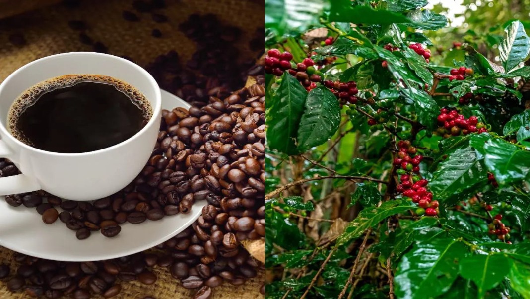 NEC's 'Seed-to-Cup' drive brews a coffee revolution plan for Nagaland