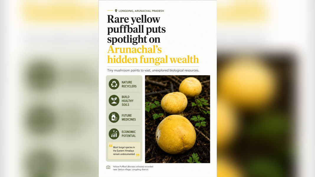 Rare yellow puffball puts spotlight on Arunachal's hidden fungal wealth
