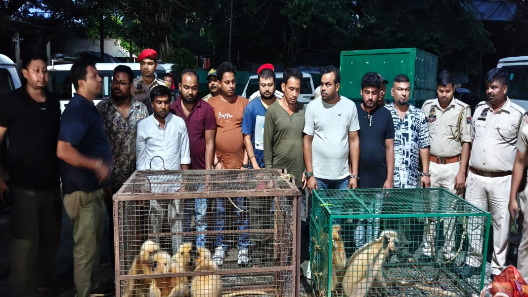 STF busts cross- border wildlife trafficking ring in Assam, rescues 8 Golden Langurs