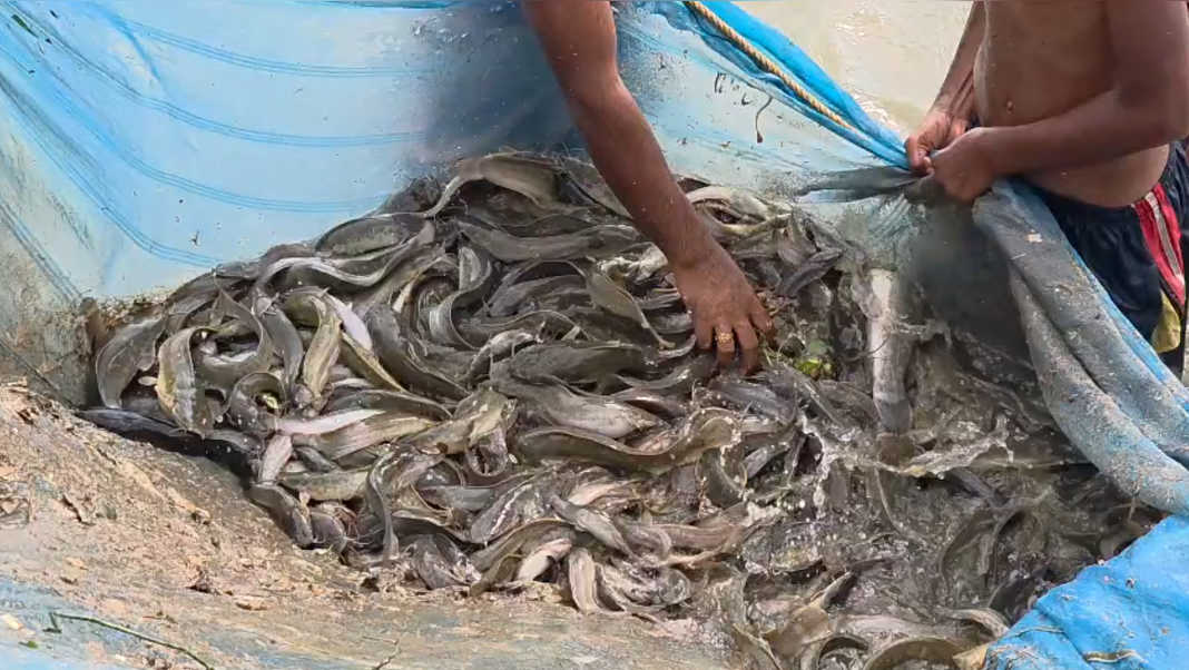 Thai catfish seized in Boko