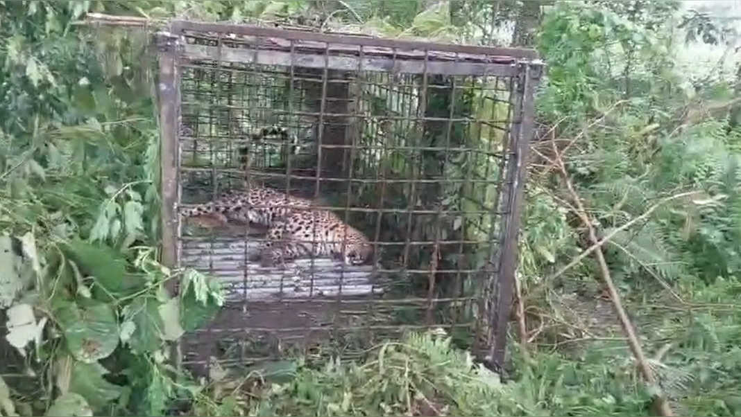The leopard that terrorised Assam villagers for weeks finally captured
