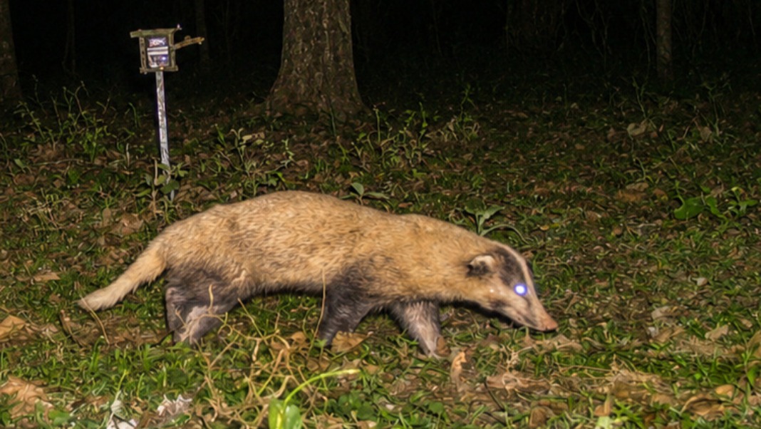 Tiger census data uncovers rare Hog Badger Stronghold in Kaziranga