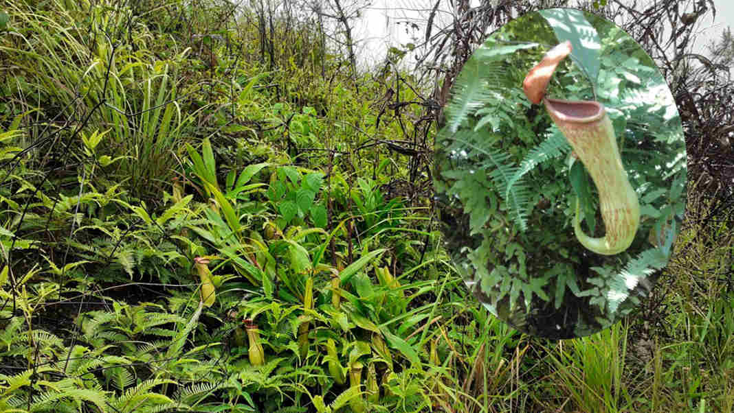 Meghalaya's rare pitcher plant has a favourite address: northwest-facing hillsides