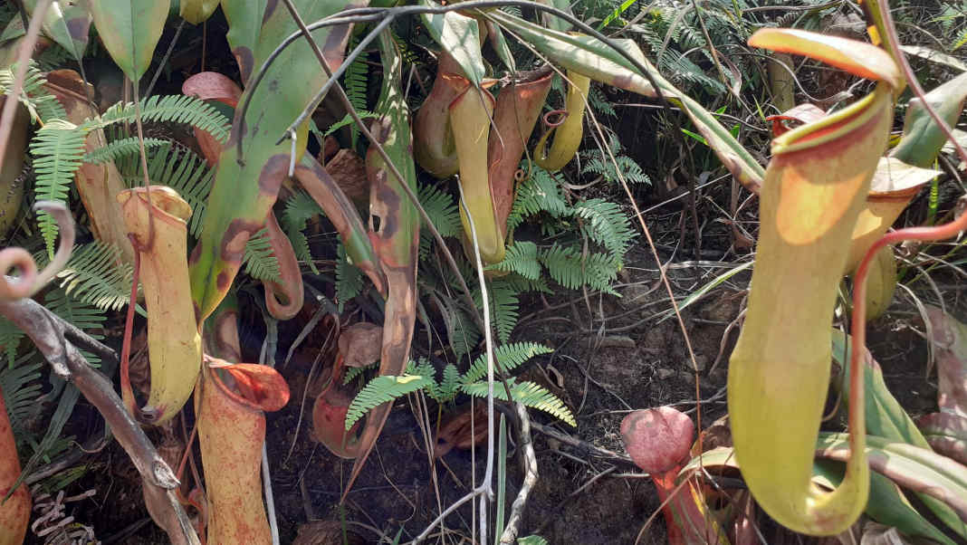 Meghalaya's iconic pitcher plant survives in medicine cabinets, but not in young minds: Study