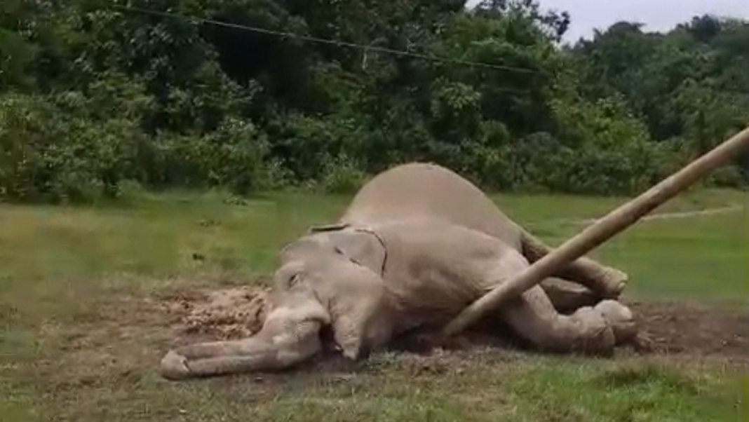 Wild elephant damages home in Meghalaya’s Joyfar village, family safe