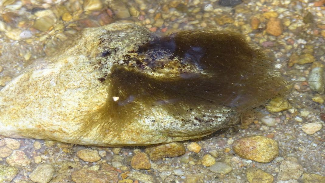 New red algae species discovered in Meghalaya, already on the brink of extinction