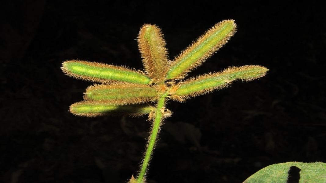 New legume recorded in Garo Hills expands Meghalaya's floral diversity