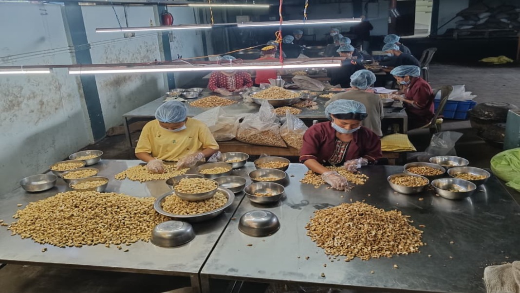 From raw nuts to branded products: Garo Hills bets big on cashew value chain